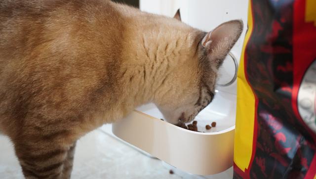 有多少人养猫，头都大了？简述一下我的养猫历程