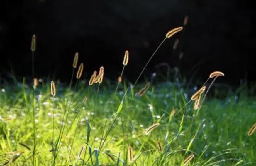 初秋的诗词经典赏析,初秋诗词大全100首