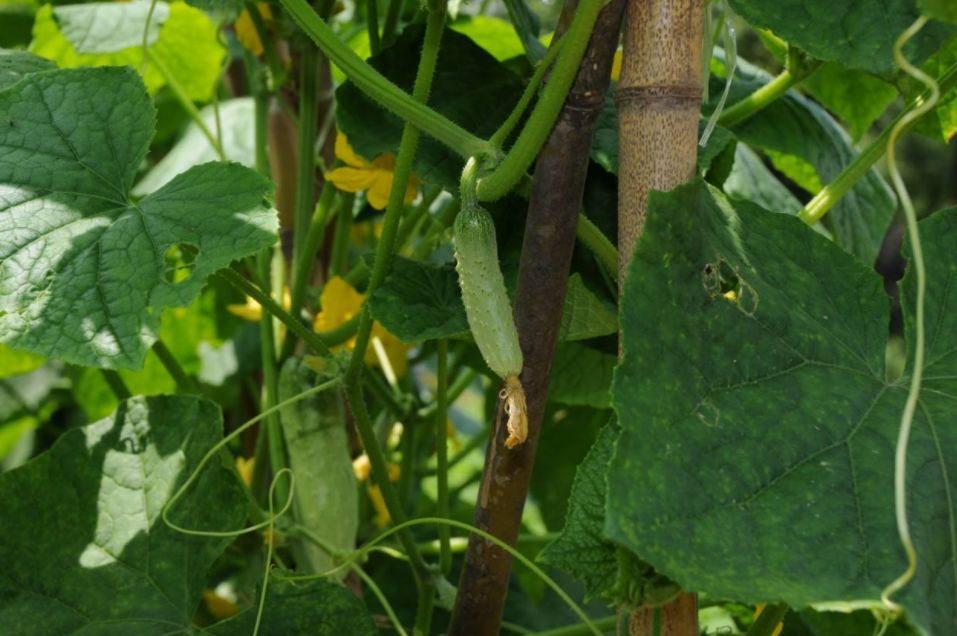 诗词鉴赏-频年学圃休相笑千古英雄亦荷锄，那些诗人种菜的诗词