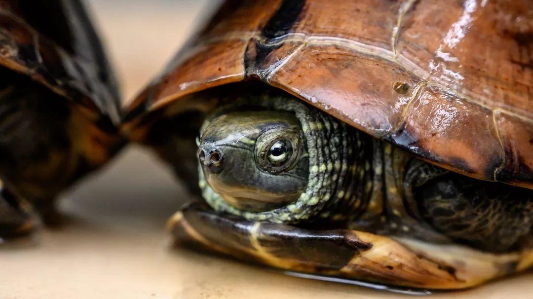 龟界百事通做的龟苓膏，煲前还要先玩火