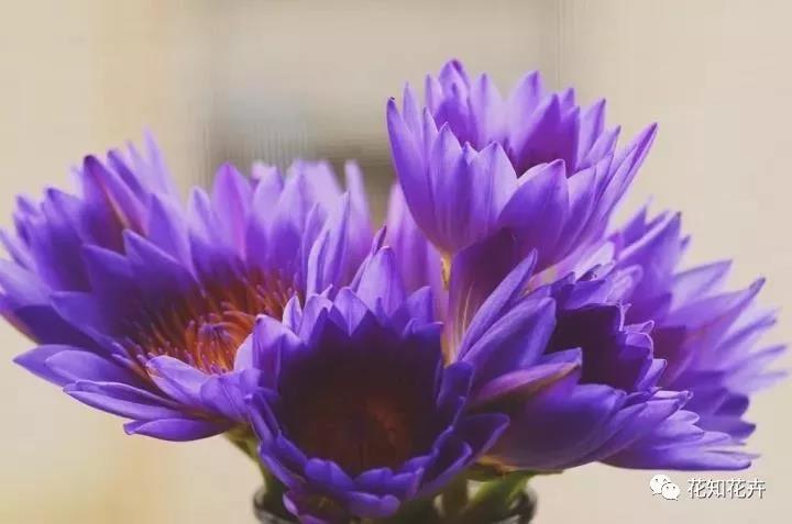 睡莲养护教程,睡莲养护方法教程视频全集