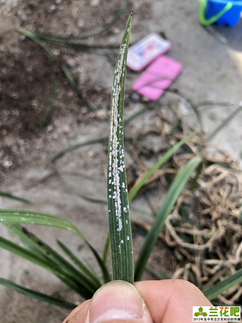 兰叶长介壳虫怎么处理,白兰蚧壳虫