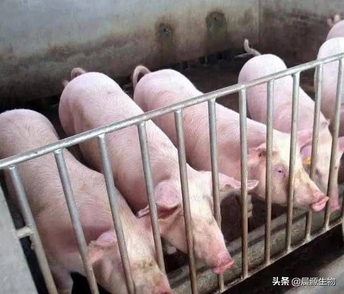 猪体温低用什么药来升温,猪体温偏低不吃食打什么针