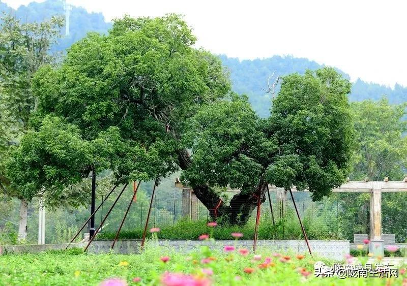 我叫成县,这是我2019年的自拍照