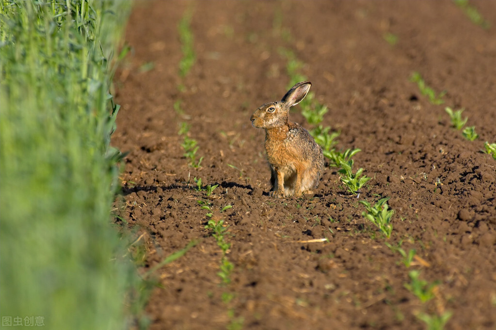 防野兔啃豆苗方法,种植黄豆怎么预防野兔