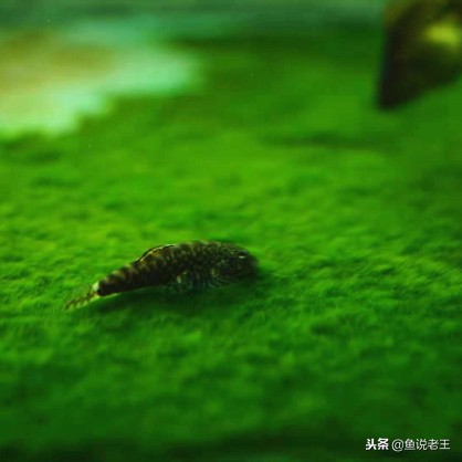 青苔能不能给鱼缸铺底,鱼缸里面青苔