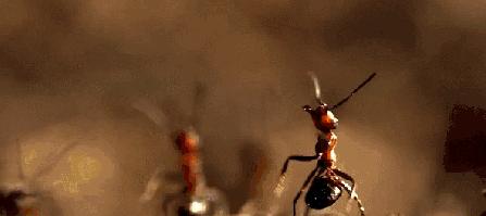 广西一女子被蚂蚁咬伤后不幸身亡,广西姑娘被一只蚂蚁咬到紧急住院