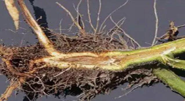 马铃薯这几种病害你都会认吗?认清了以后教你怎么治!(二)