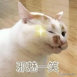 猫为什么会打呼噜？而且人类听了还特别爽？抖m吗？