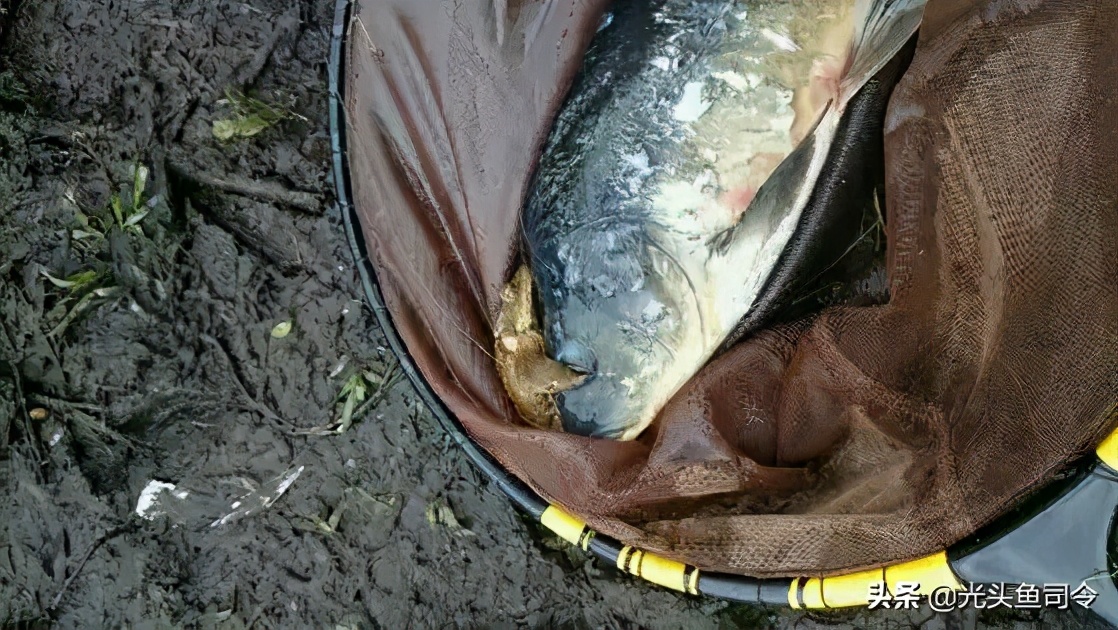 金蟾抱鲤为什么寓意升官发财,金蟾抱鲤升官发财