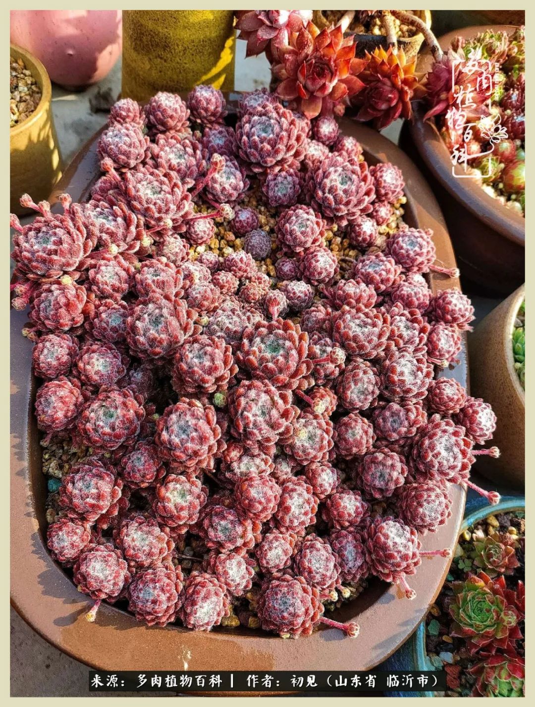 和多肉植物相伴,和多肉相处的心情