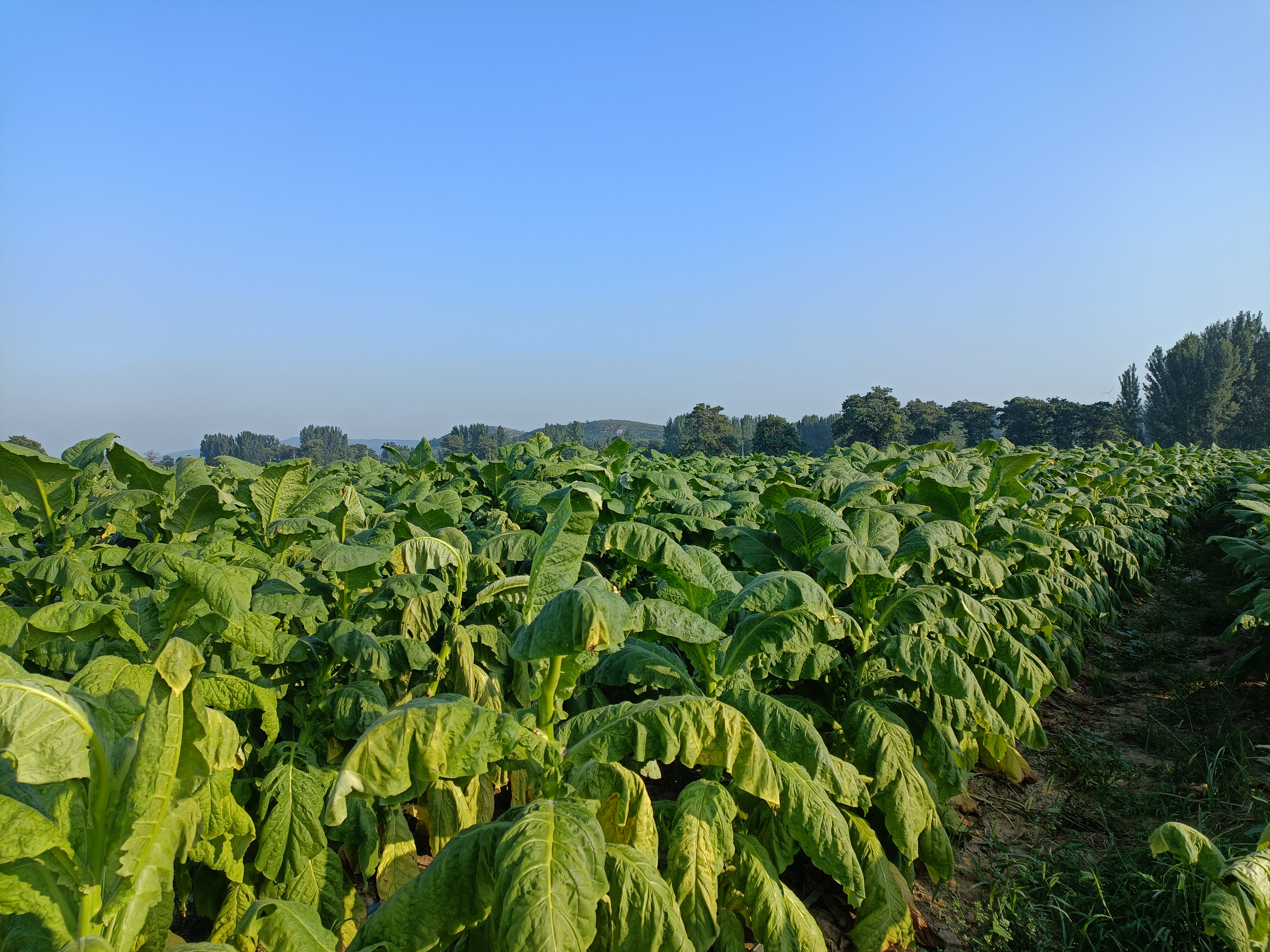襄城县烟叶王国的故事,襄县烟叶来历