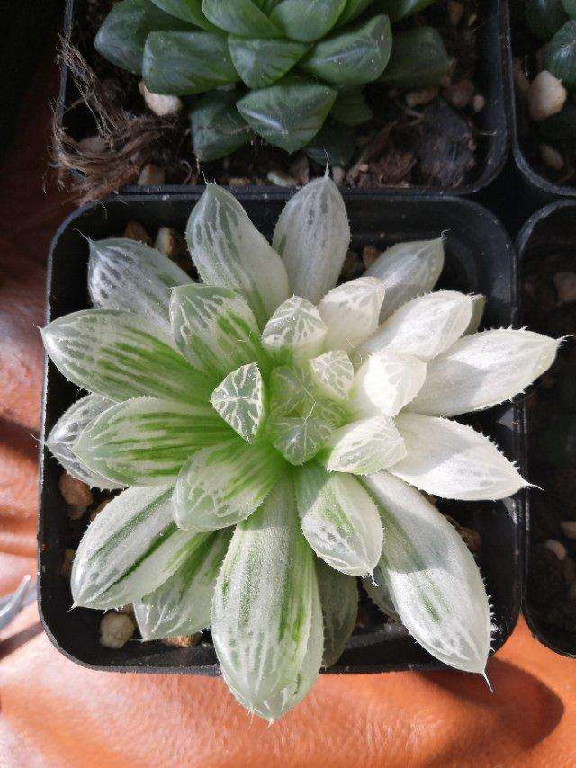 1000种多肉植物图鉴大全大图,景天科1000种多肉植物图鉴