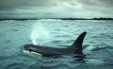 如果地球没了太阳会怎样,假如地球没有太阳会怎么办