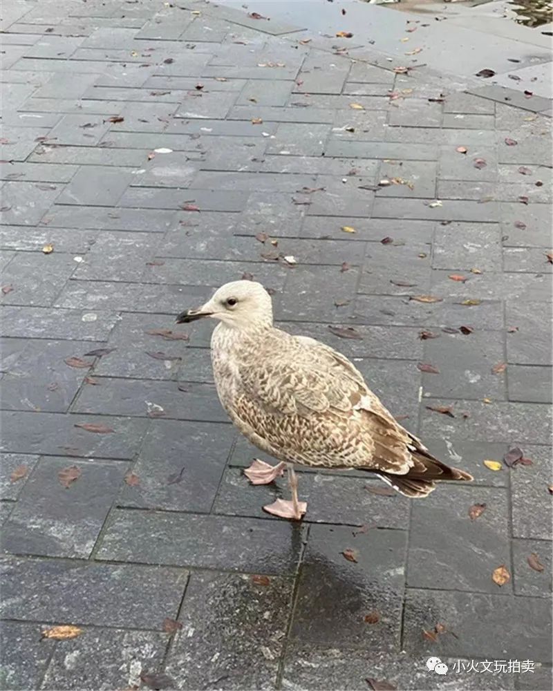 淘宝荷兰拍卖是怎么样的,淘宝荷兰拍卖