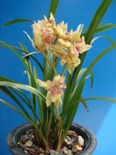 建兰奇花之首富山奇蝶,建兰花四季开花