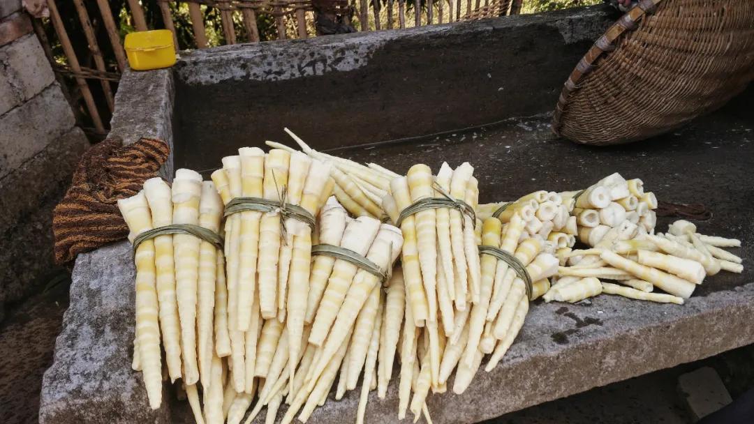 中国竹笋够不够熊猫吃,竹笋是熊猫吃的那种吗