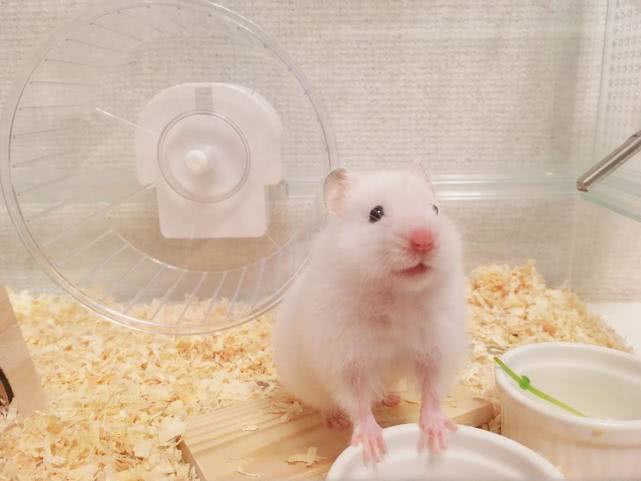 家养仓鼠和科学喂养有什么区别,新手适合饲养哪个品种的小仓鼠