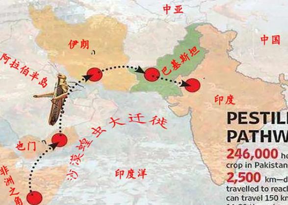 蝗虫最大的危害时期和消灭时期,蝗虫和飞蝗哪个危害大