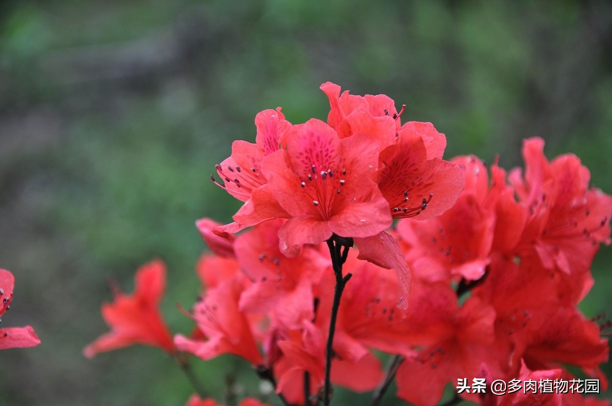 杜鹃花易掉什么原因,杜鹃花掉叶怎么办呢