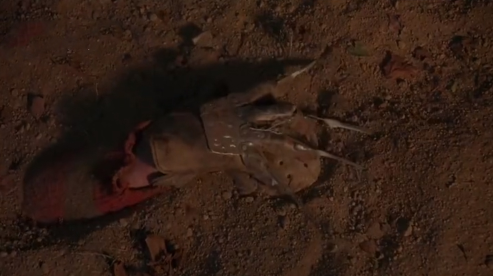 杰森大战鬼王弗莱迪,弗莱迪大战杰森系列