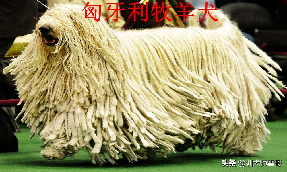 什么品种的牧羊犬最听主人的话,不常见的牧羊犬