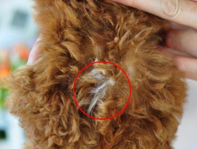 泰迪狗开始长白毛怎么回事,泰迪狗长出白毛怎么回事