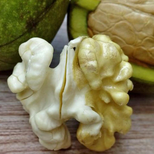 七月份青核桃好吃吗,营养又美味的鲜核桃终于成熟了