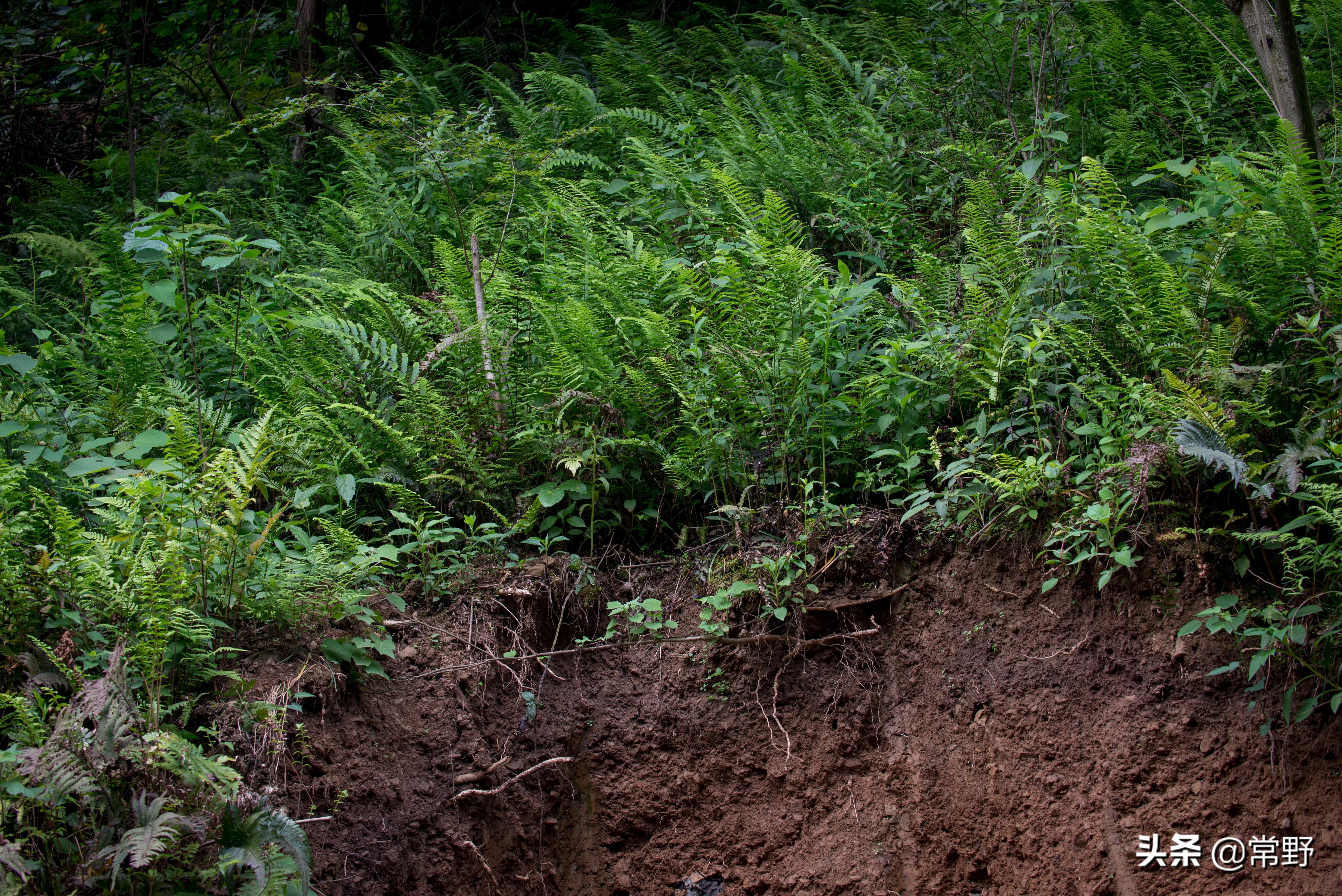 长沙谷山为什么叫谷山,长沙郊野公园