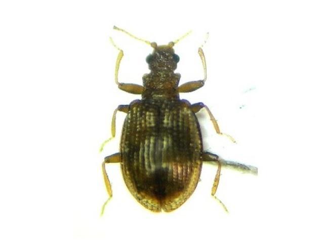 猕猴桃防病最佳时机,如何防止猕猴桃的溃疡病