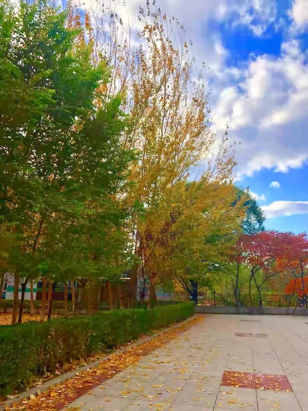 辽宁中医药大学杏林学院规模,辽宁中医学院杏林学院的排名