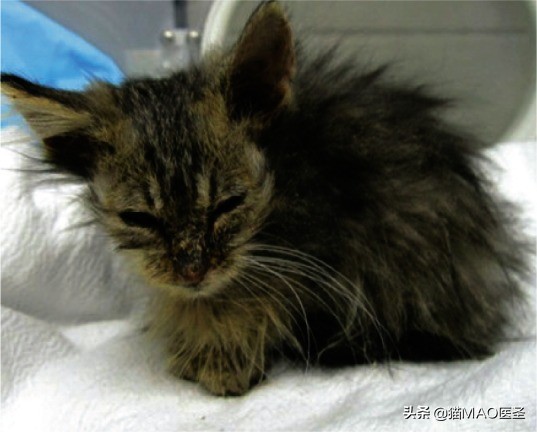 猫咪真菌与螨虫鉴别,猫咪细菌和真菌皮肤病区分