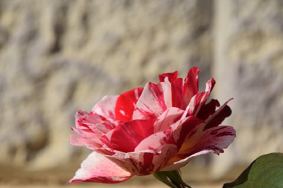 儿子贴心小暖男的朋友圈句子,朋友圈说到心坎里的经典优美句子