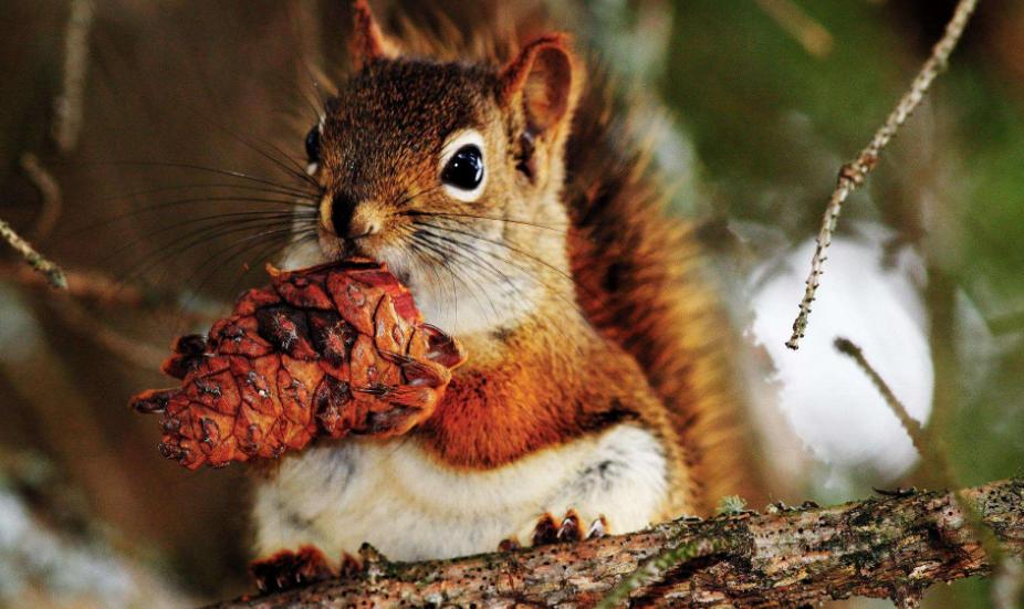 松鼠怎么胆子越来越小,松鼠训练到处乱窜