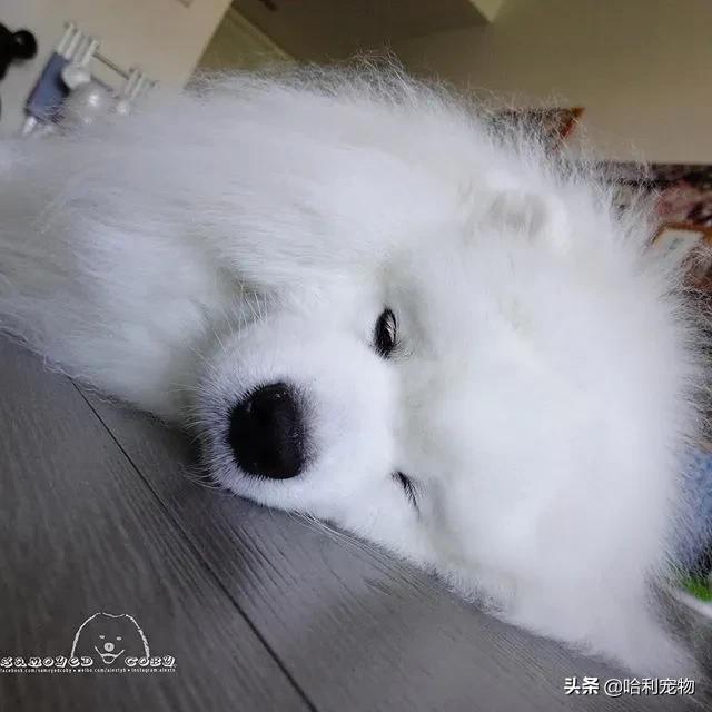 柯基和萨摩哪个可爱,萨摩耶和柯基哪个体型大