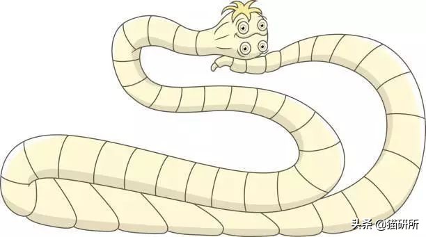 猫咪可以吃猪肉猫粮吗,养猫的你要知道猫咪不能只吃干粮