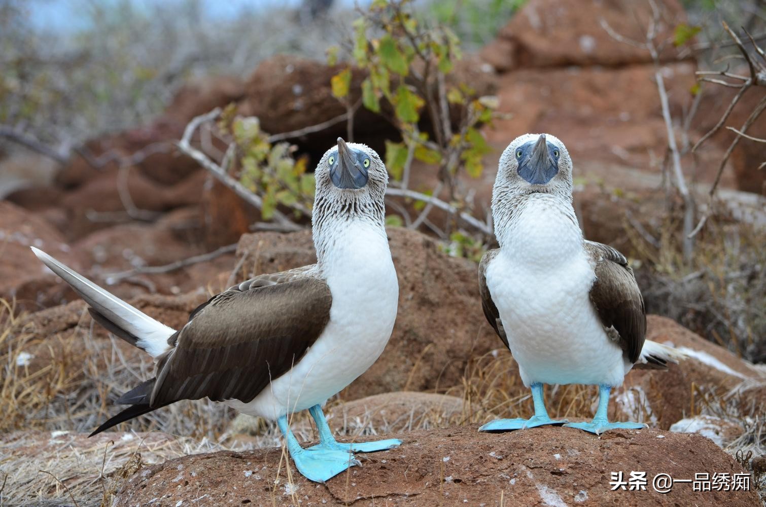 鸟类名字生僻字,带有鸟字的生僻字