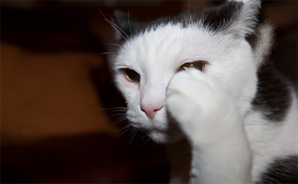 流泪猫猫头,流泪猫猫头抱小熊