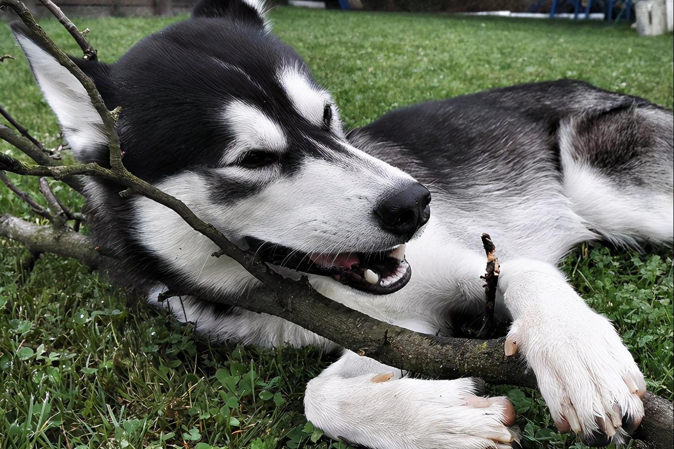 哈士奇经常呕吐怎么办,哈士奇幼犬拉稀呕吐怎么办