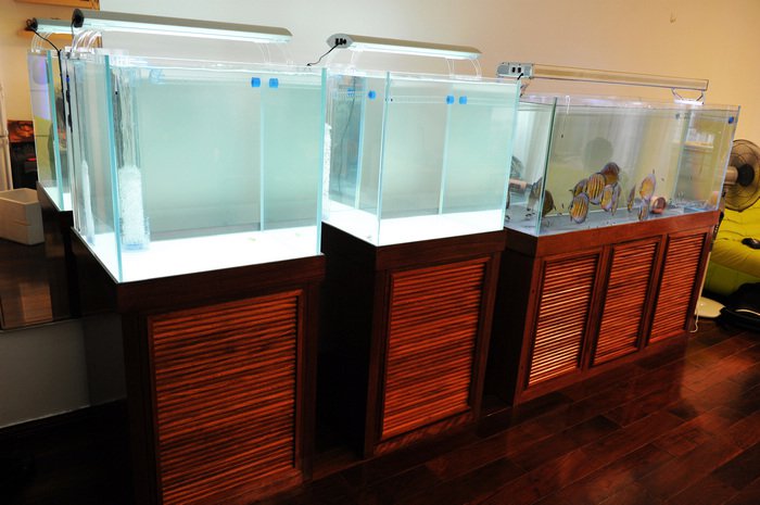 七彩神仙爱好者,野生七彩神仙开口