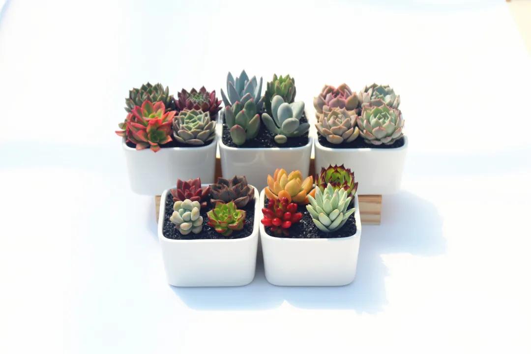 多肉种子保存方法,多肉种子怎么存放