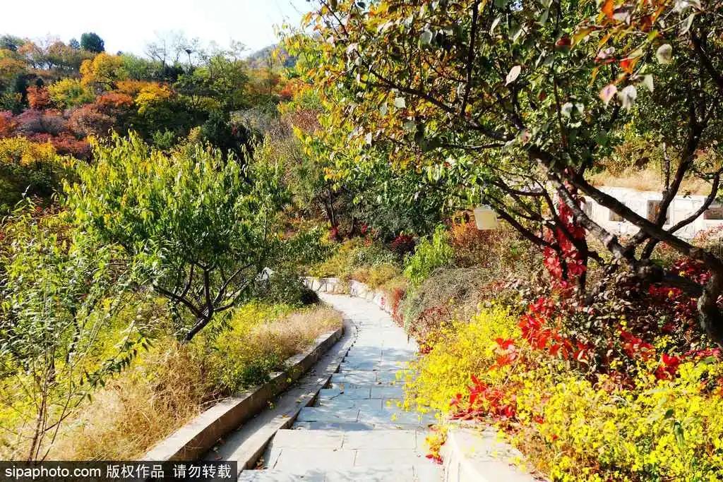 部分免费！北京赏秋“性价比”最高选择都在这儿了！