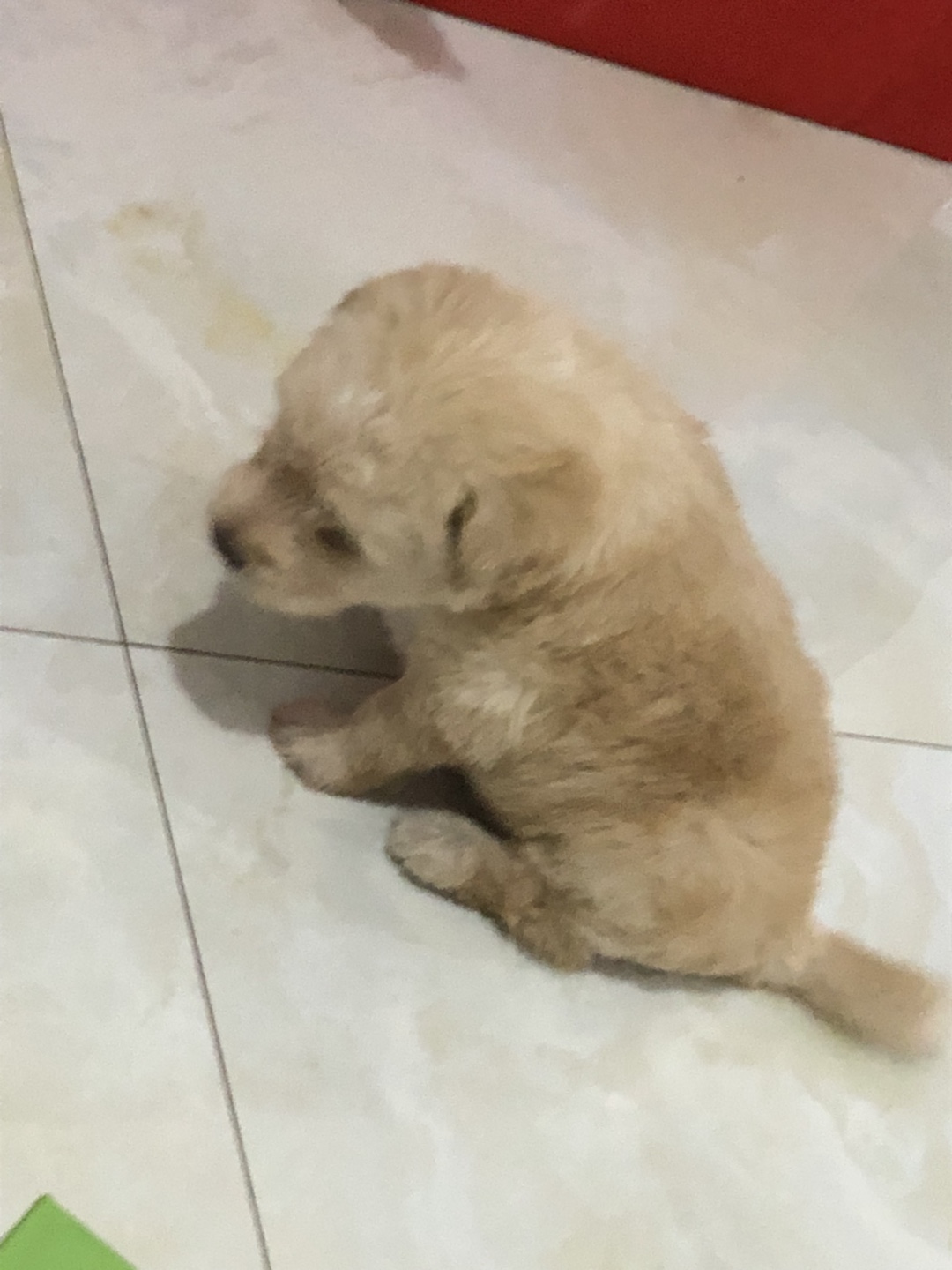 小金毛孤独一人,小金毛的快乐时光