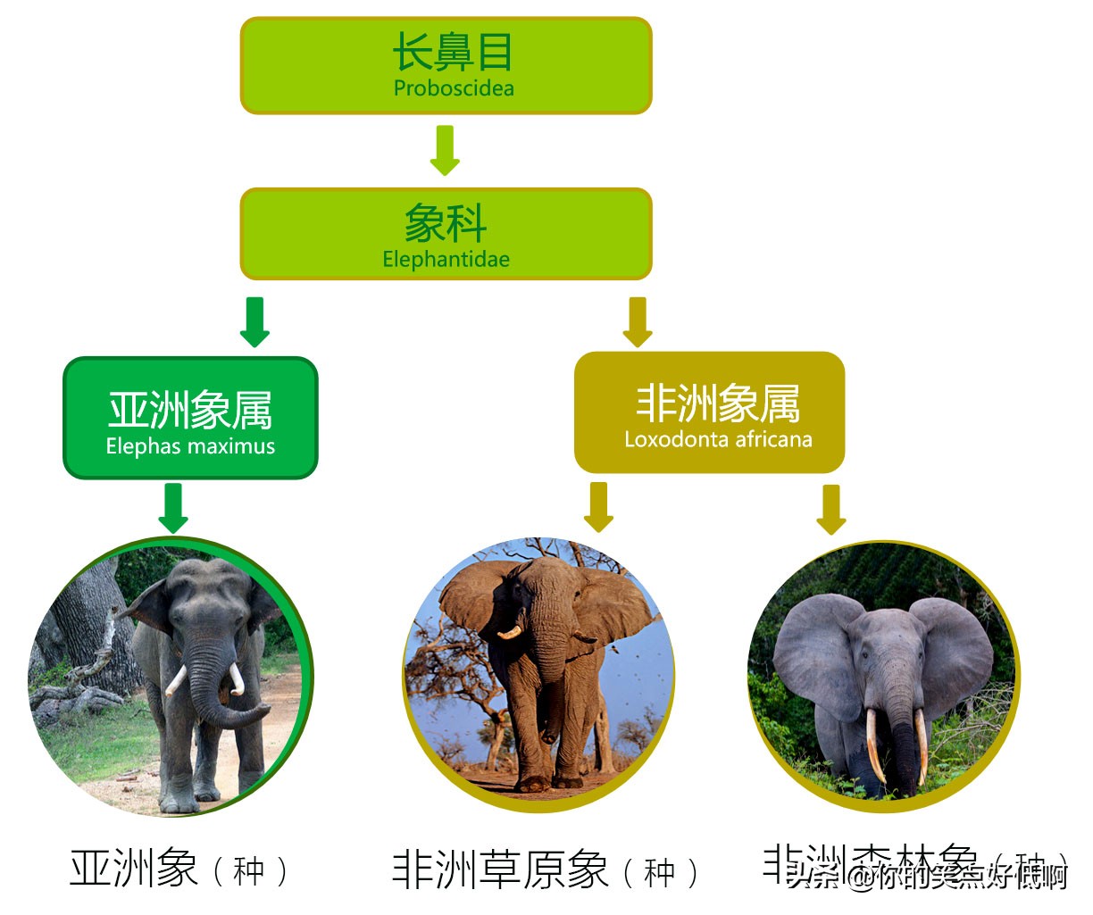 大象只有非洲象和亚洲象两种？错了