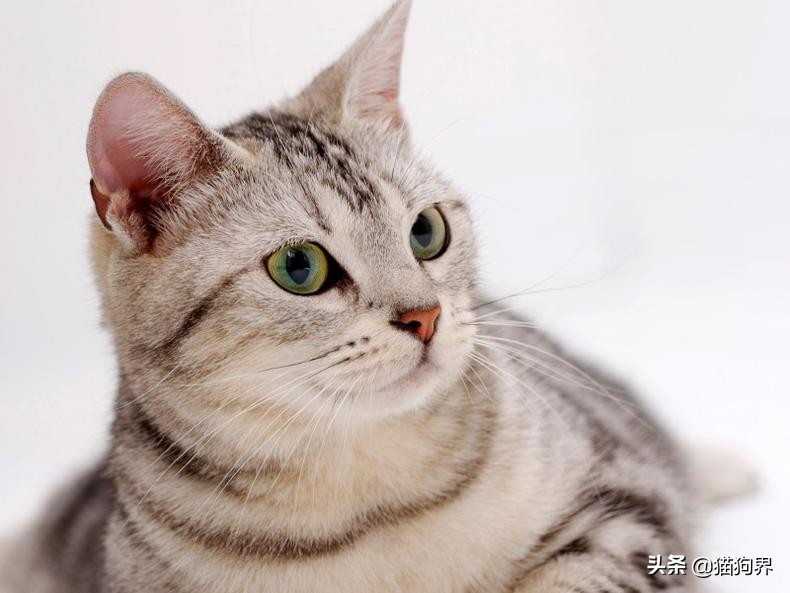 猫咪预防猫癣为什么要用95%的酒精,铲屎官一般怎么处理猫屎