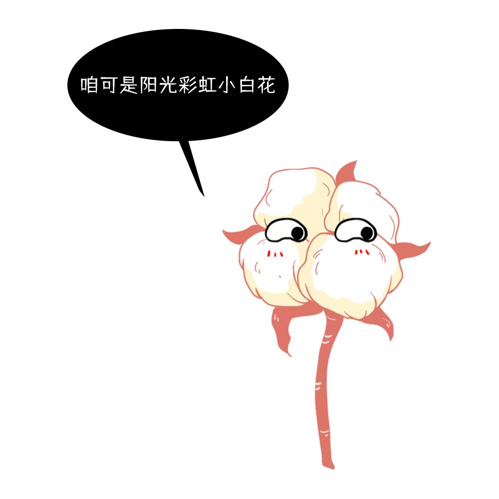 养活大量人口的粮食作物,正宗新疆新棉花大量上市