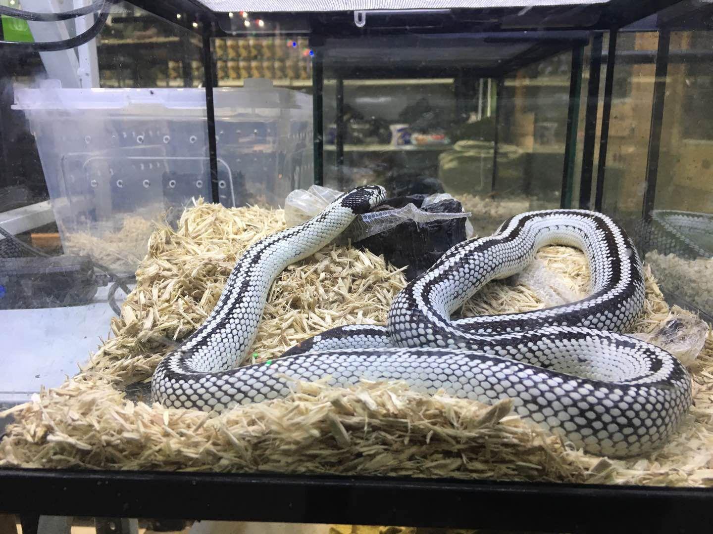 巨蜥判七年,孟加拉巨蜥判刑