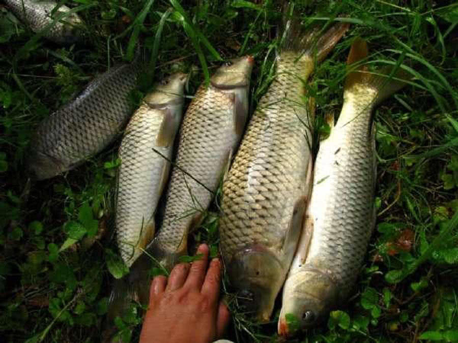 为什么都用玉米钓鱼,为什么用玉米一直钓到罗非鱼