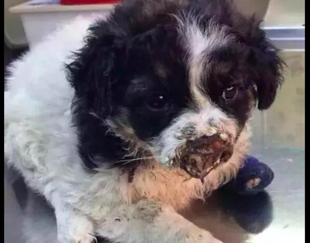 狗狗鼻子骨折什么表现,狗狗前腿骨折了需要多久自愈