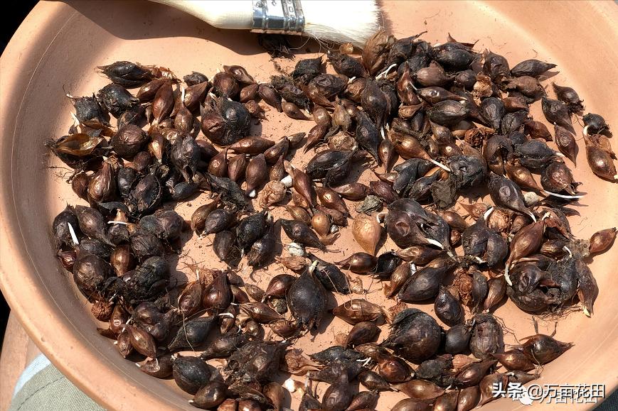 裸根百子莲的栽种方法,马蹄莲的球根种植方法图片大全